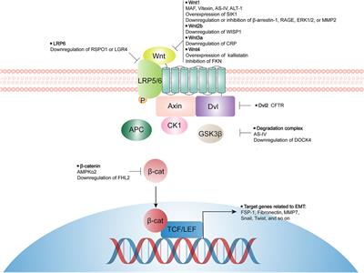 Emerging Therapeutic Strategies for Attenuating Tubular EMT and Kidney Fibrosis by Targeting Wnt/β-Catenin Signaling